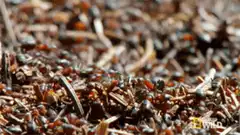 Close-up of ants crawling on ground