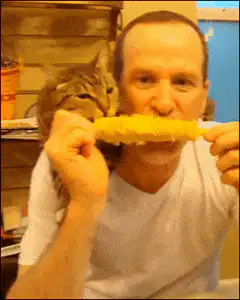 man eating corn on cob with cat
