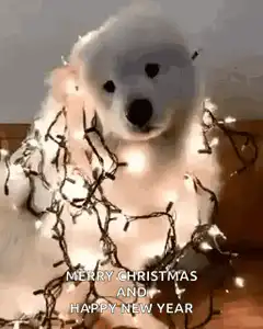 Fluffy white dog with Christmas lights