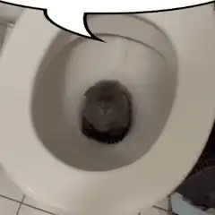 Kitten sitting in toilet bowl