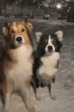 Dogs stacking up in snow