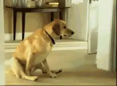 Dog sitting on floor looking at door