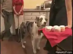 Dog staring at cupcakes