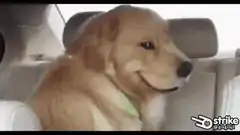 Golden Retriever with glowing red eyes