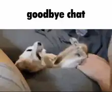 dog rolls over goodbye chat