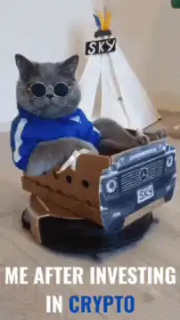 Cat in cardboard car on robot vacuum