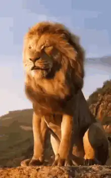 Lion sitting on a rock