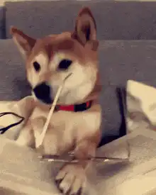Shiba Inu dog reading with sunglasses