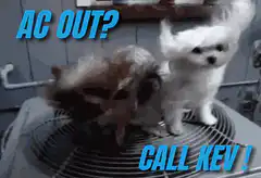 AC Out? Call Kev! Cats on Fan