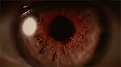 Close-up of a red eye