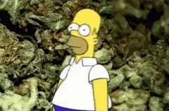 Homer Simpson gets high on weed
