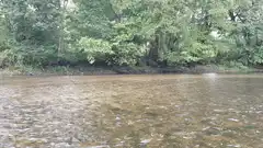 River flowing past green trees