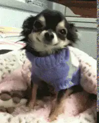 Chihuahua in purple sweater blinking