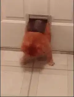 Orange cat stuck in pet door