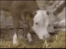 Cow sniffing camera close up