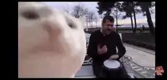 Cat watching man play drum
