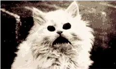 Cat eyes morphing into baby eyes