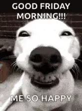 Good Friday Morning Me So Happy Dog