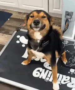 Dog with a Smiling Face