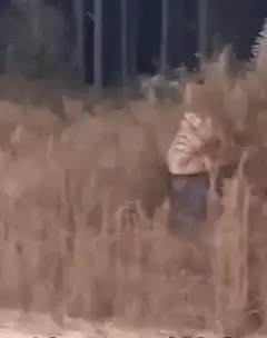 Man walking through tall grass