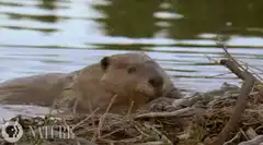 Beaver chewing sticks in water
