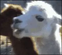 Deal With It Llama