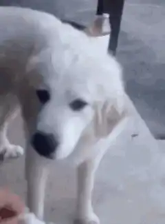 White dog gets a tissue wipe