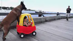 Dog pushes toddler in toy car