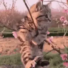 Kitten hanging from tree branch