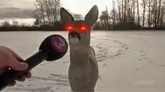 Deer with glowing red eyes being interviewed