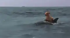 Dog riding a dolphin in the ocean