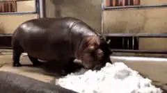 Hippo eating snow cocaine meme