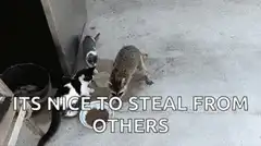 Raccoon steals cat food