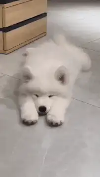 fluffy white puppy wiggling on floor