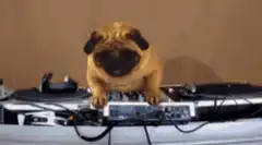 DJ pug on turntables