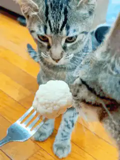 Cat curious about cauliflower on fork