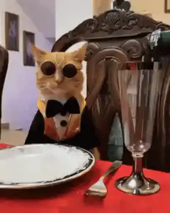 Cat in tuxedo with champagne