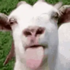 Goat sticking tongue out