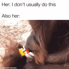 Orangutan smoking a joint