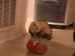 Ferret startled by jar