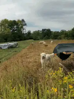 white dog in field with sheep