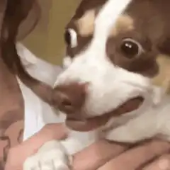 Dog with tongue out and wide eyes