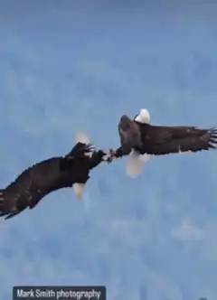 Two bald eagles flying and locking talons