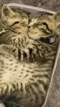 Two tabby kittens cuddling in a container