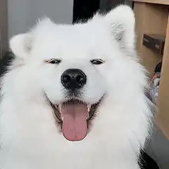 Smiling fluffy white dog