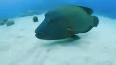 Large fish swimming underwater