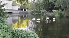Swans and ducklings swimming in a pond
