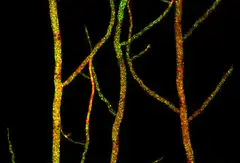 glowing tree branches