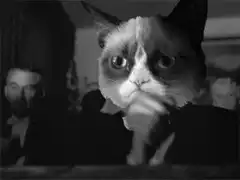 Grumpy Cat clapping