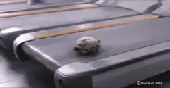 Turtle running on treadmill